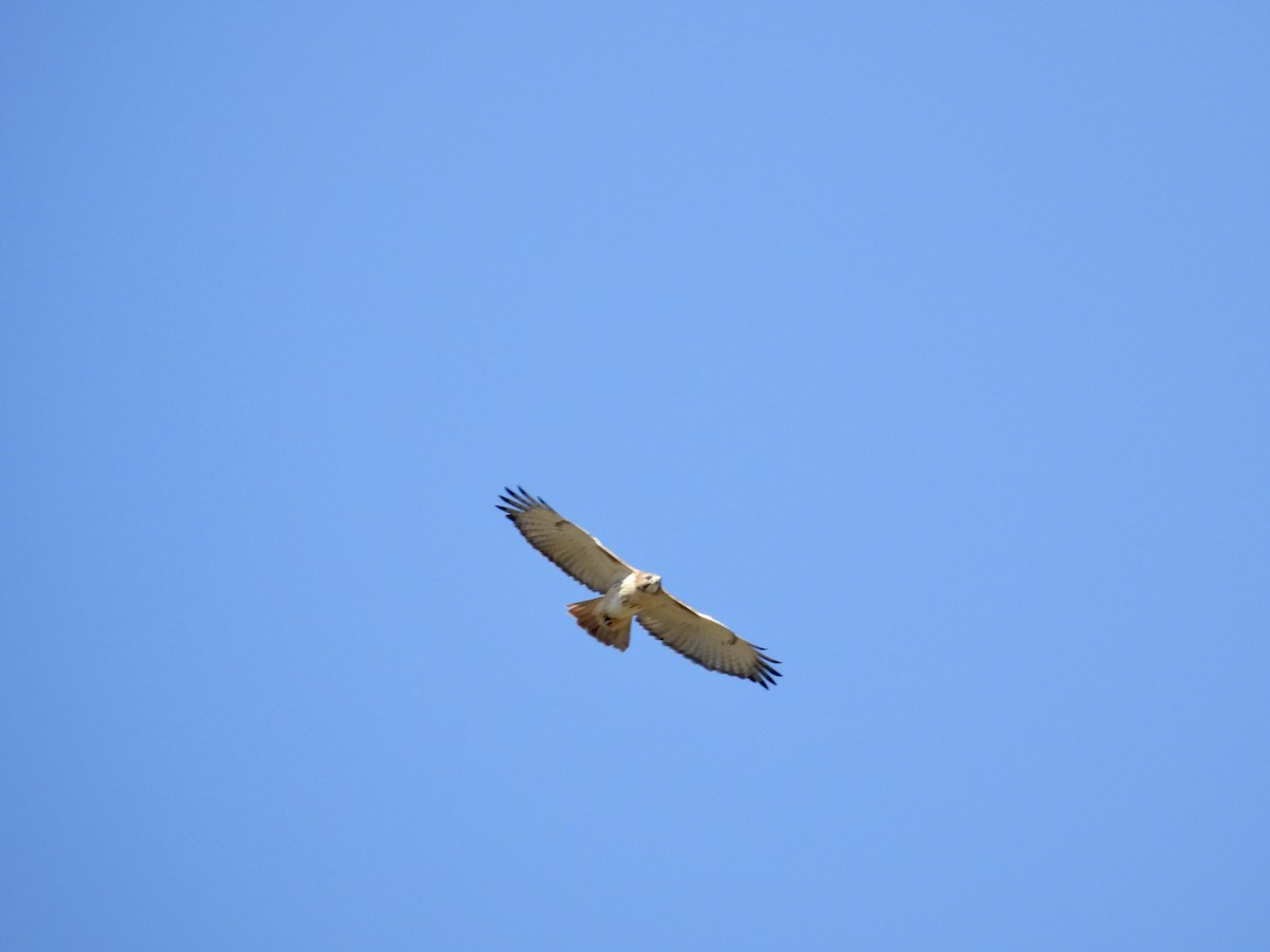 Red-tailed Hawk (borealis) - ML610985903