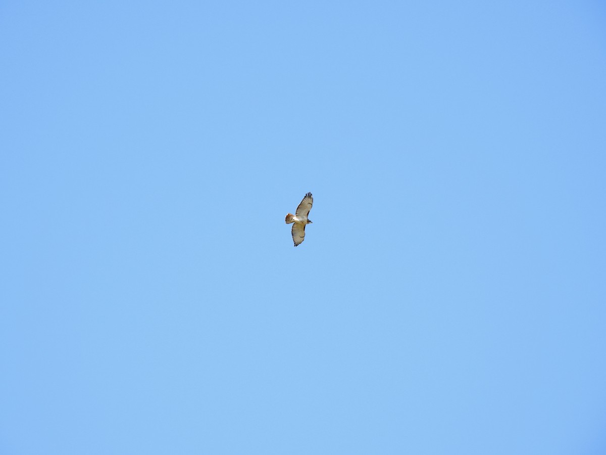 Red-tailed Hawk (borealis) - ML610985904