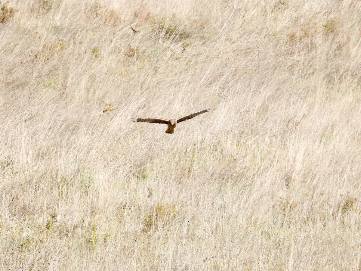 Northern Harrier - ML610985909