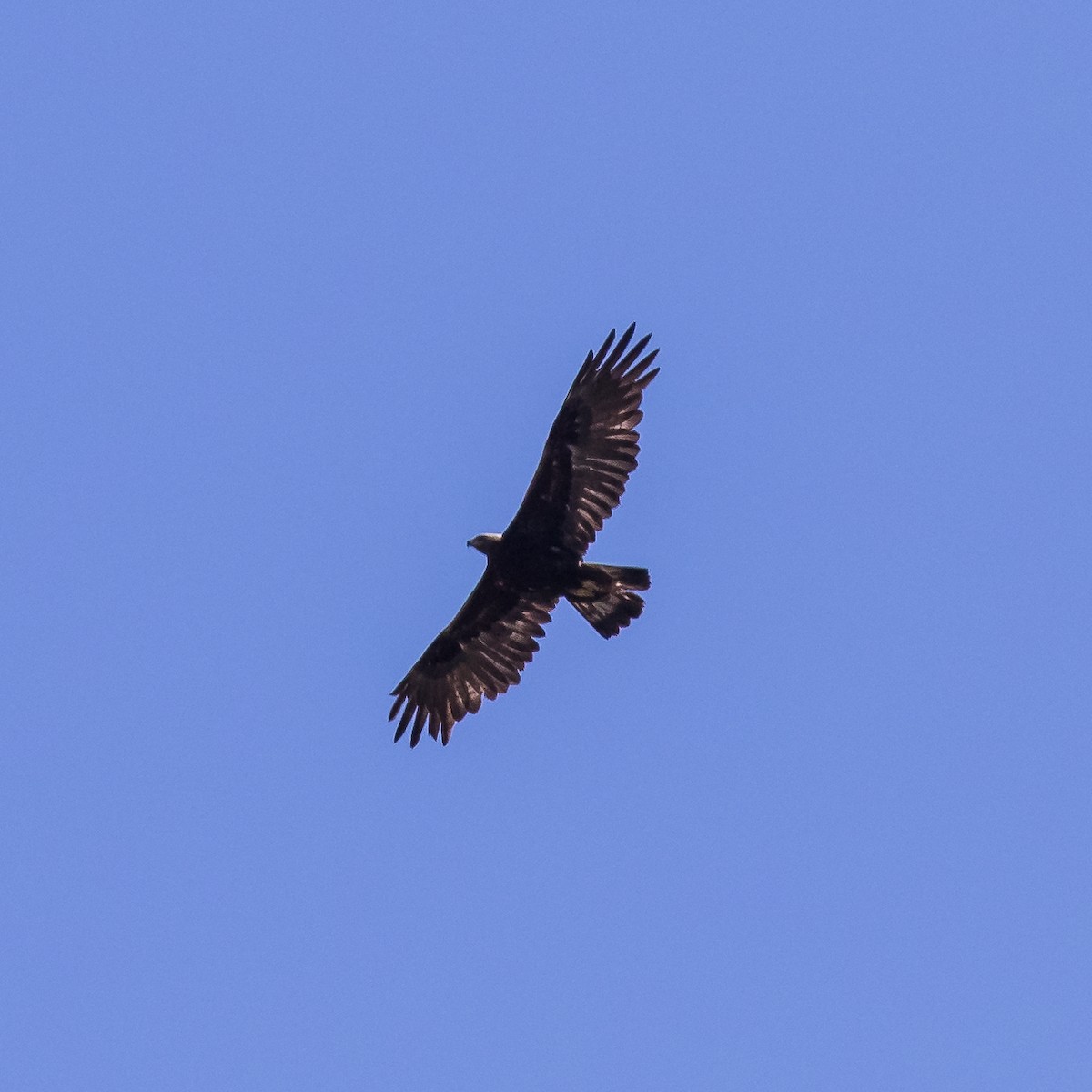 Golden Eagle - ML61098591