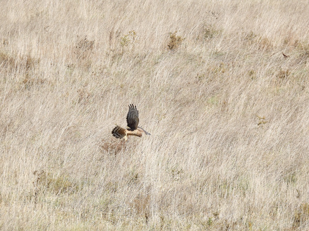 Northern Harrier - ML610985910