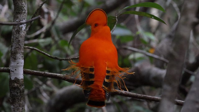 Guianan Cock-of-the-rock - ML610985946