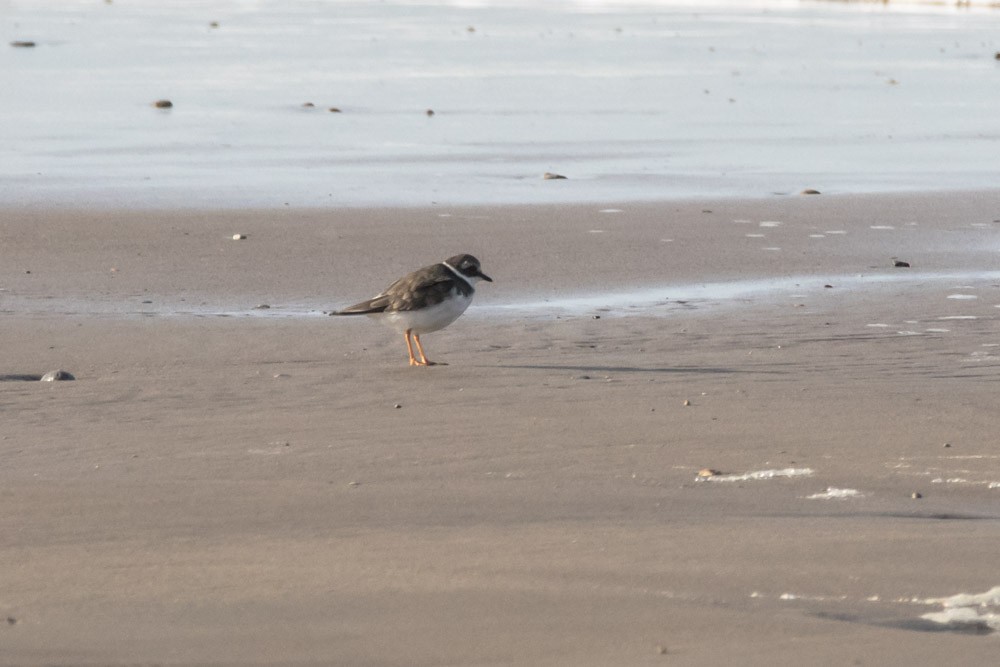 Common Ringed Plover - ML610985960