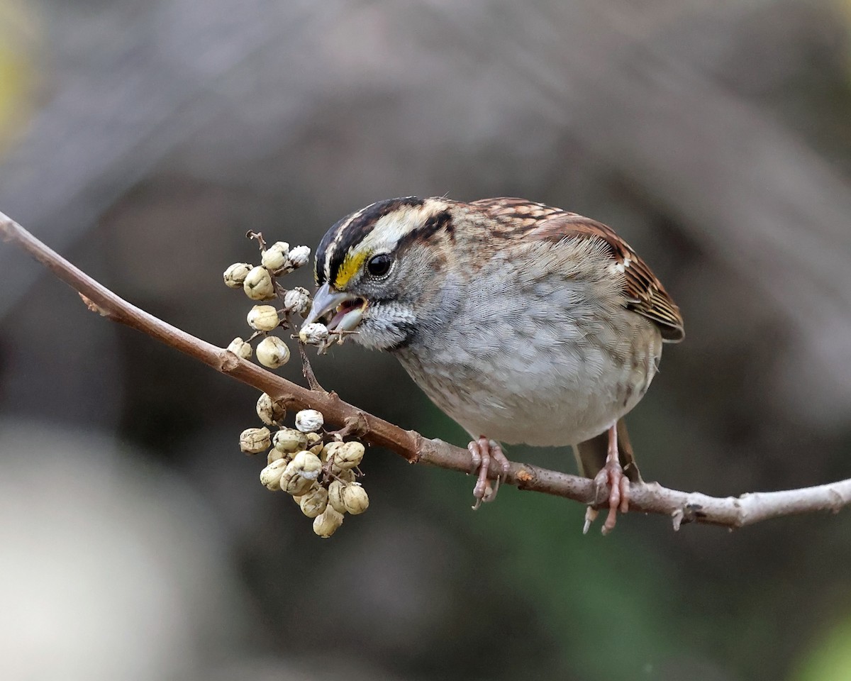 White-throated Sparrow - ML610985990
