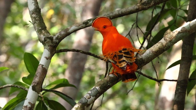 Coq-de-roche orange - ML610985993