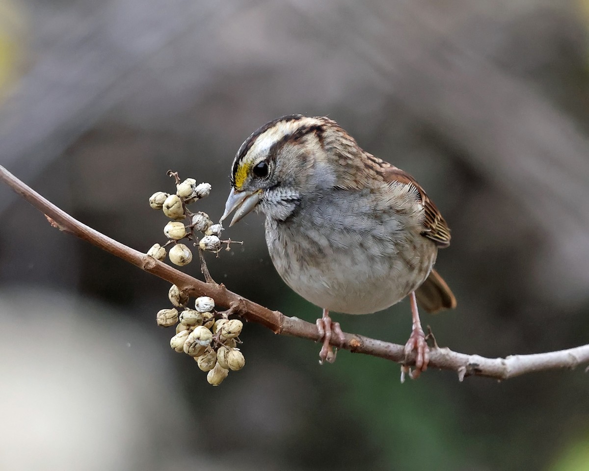 White-throated Sparrow - ML610985994