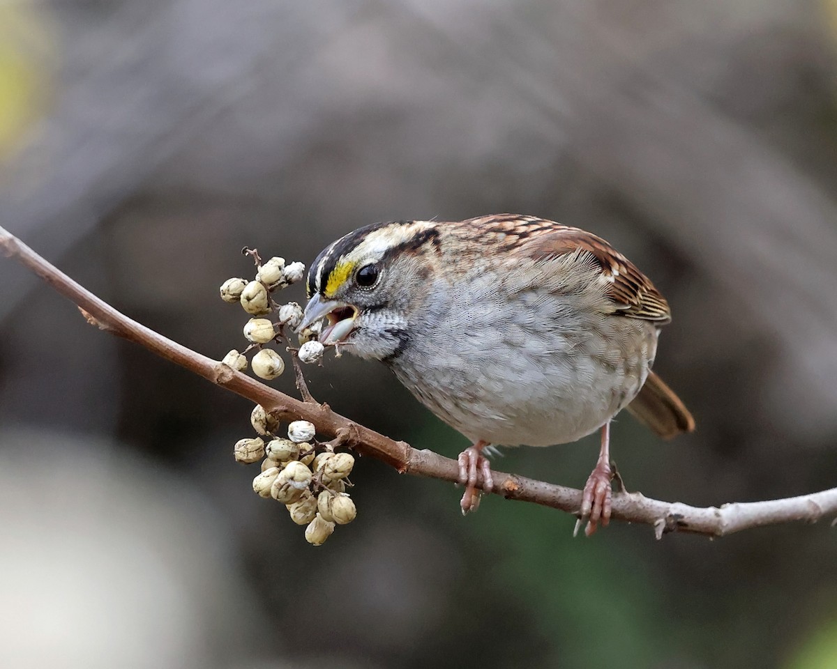 White-throated Sparrow - ML610985995