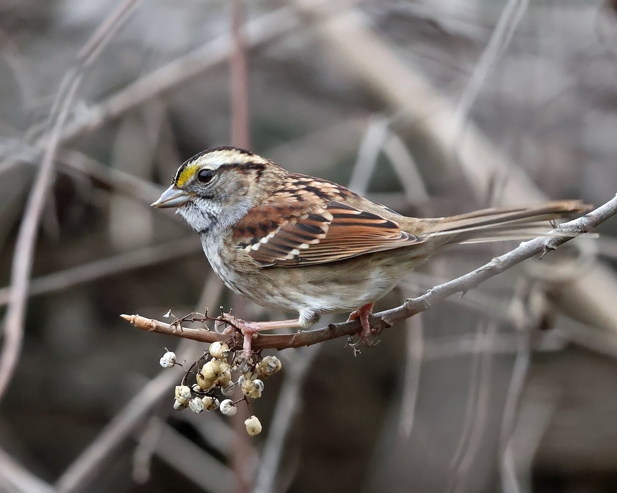 White-throated Sparrow - ML610985997