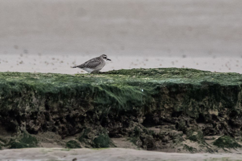 Black-bellied Plover - ML610986015