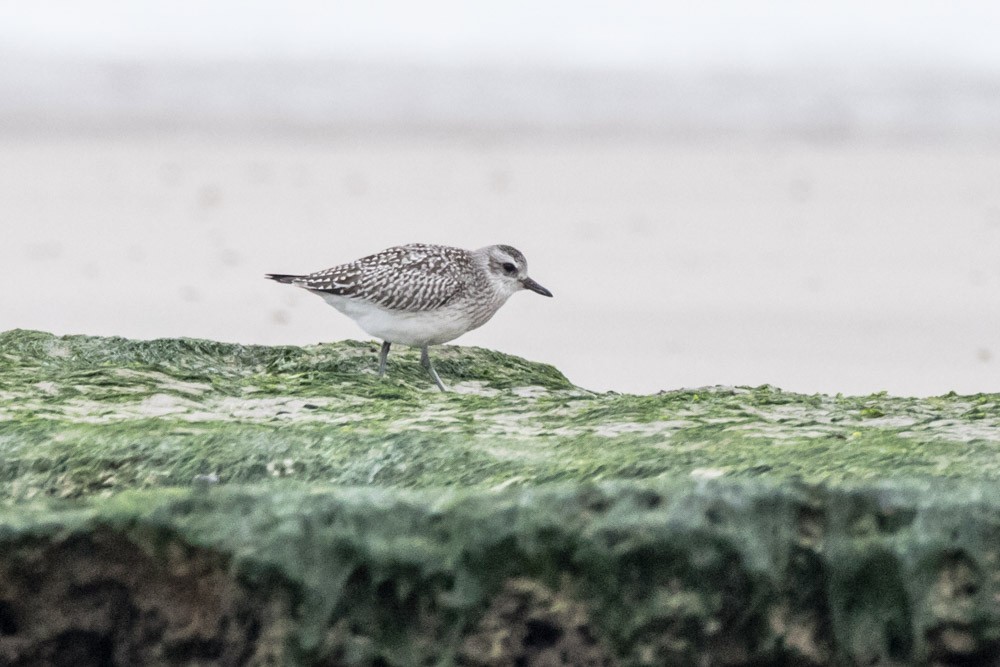 Black-bellied Plover - ML610986018