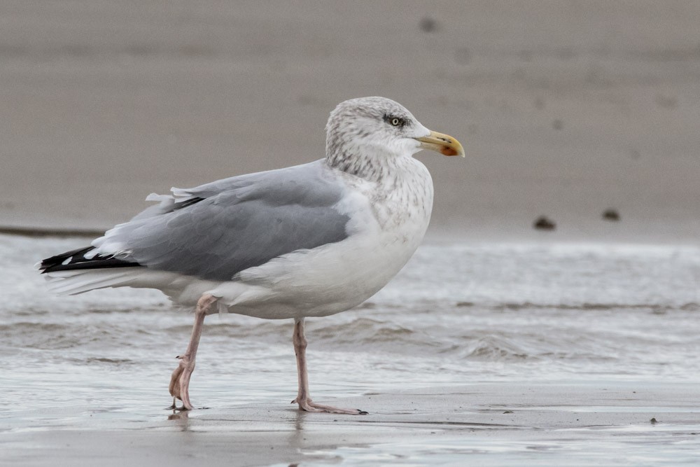 Herring Gull - ML610986034