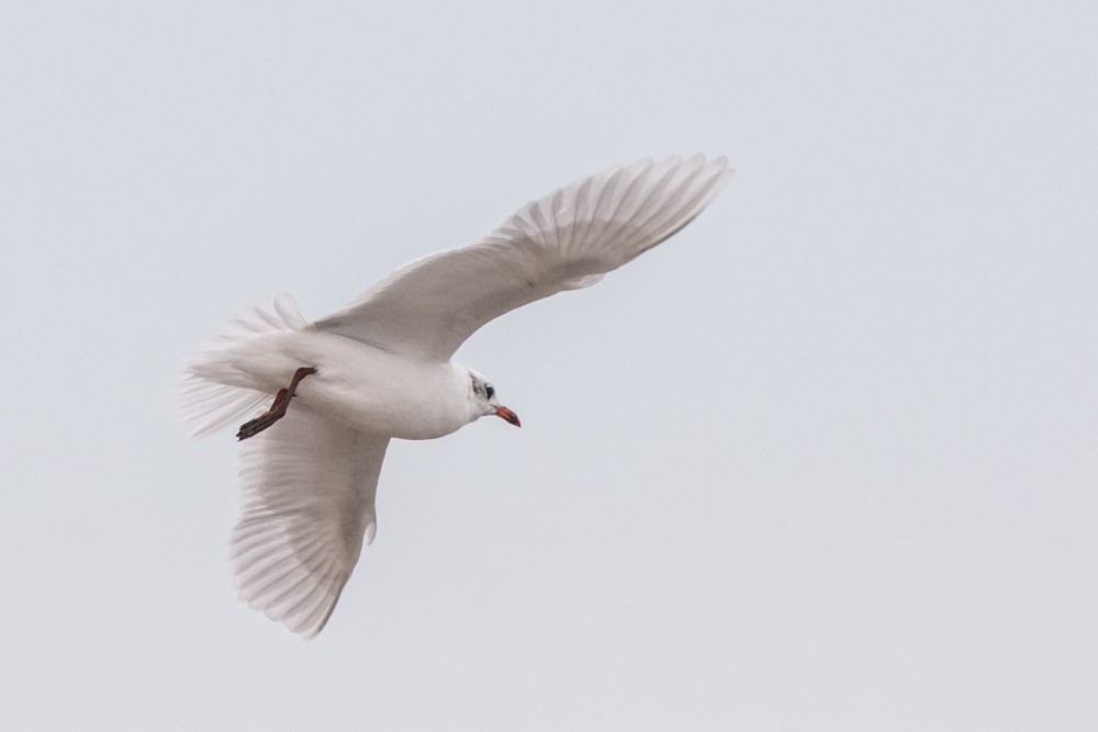 Mouette mélanocéphale - ML610986044