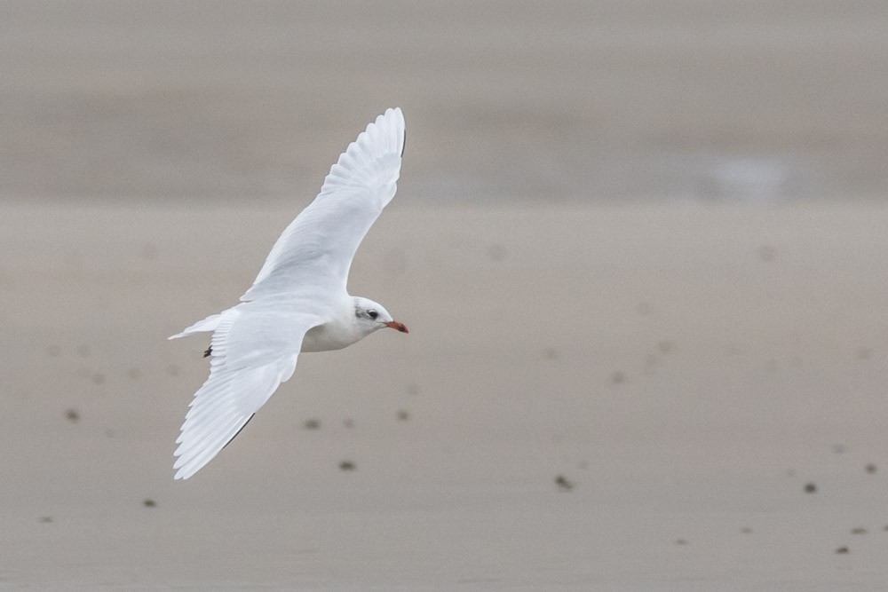 Mouette mélanocéphale - ML610986045