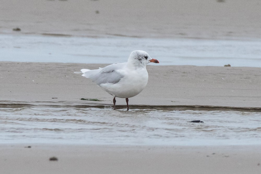 Mouette mélanocéphale - ML610986047