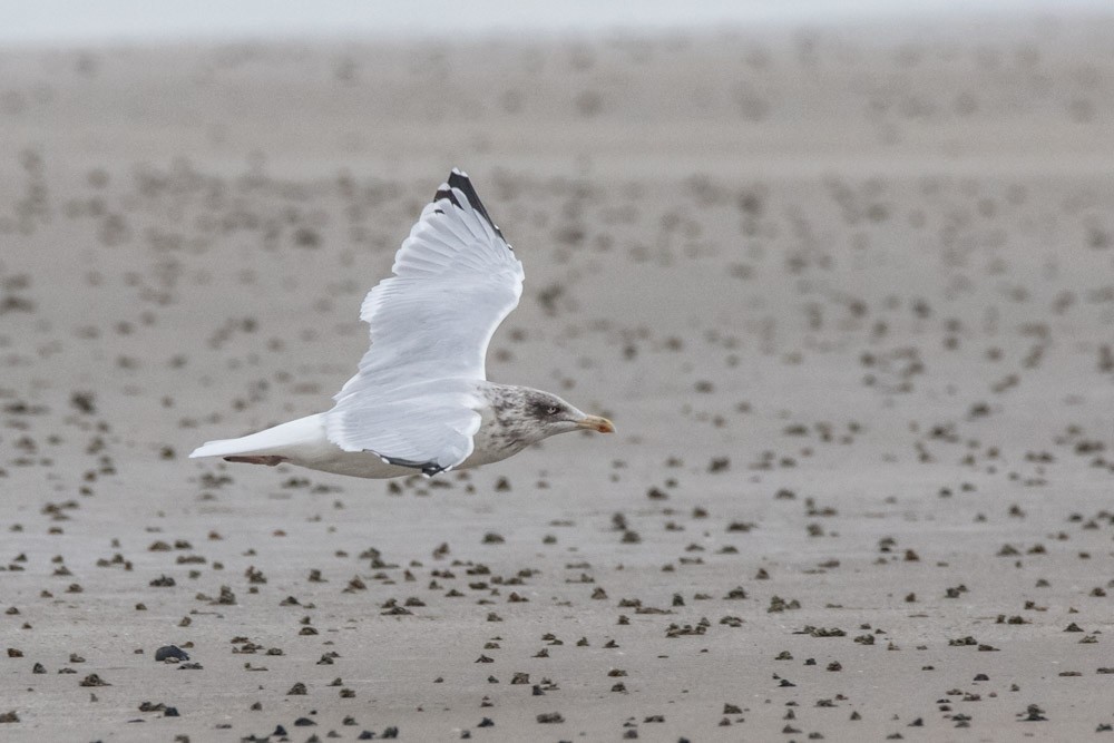 Herring Gull - ML610986059