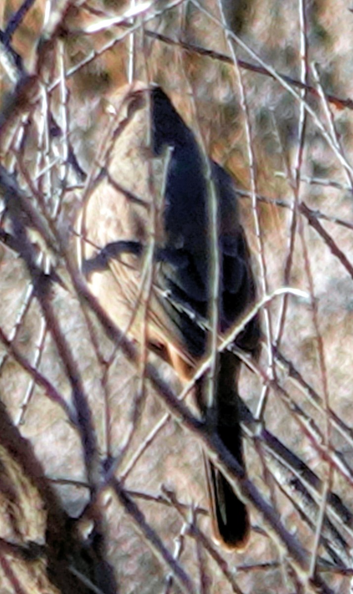 Canyon Towhee - ML610986084