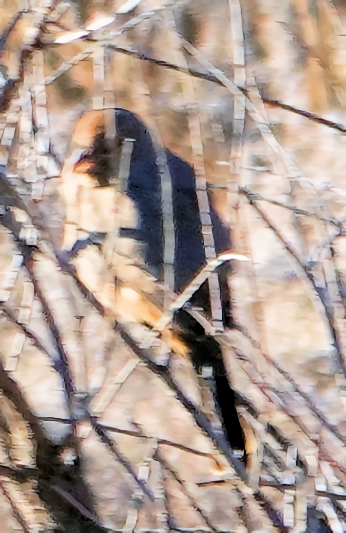 Canyon Towhee - ML610986086