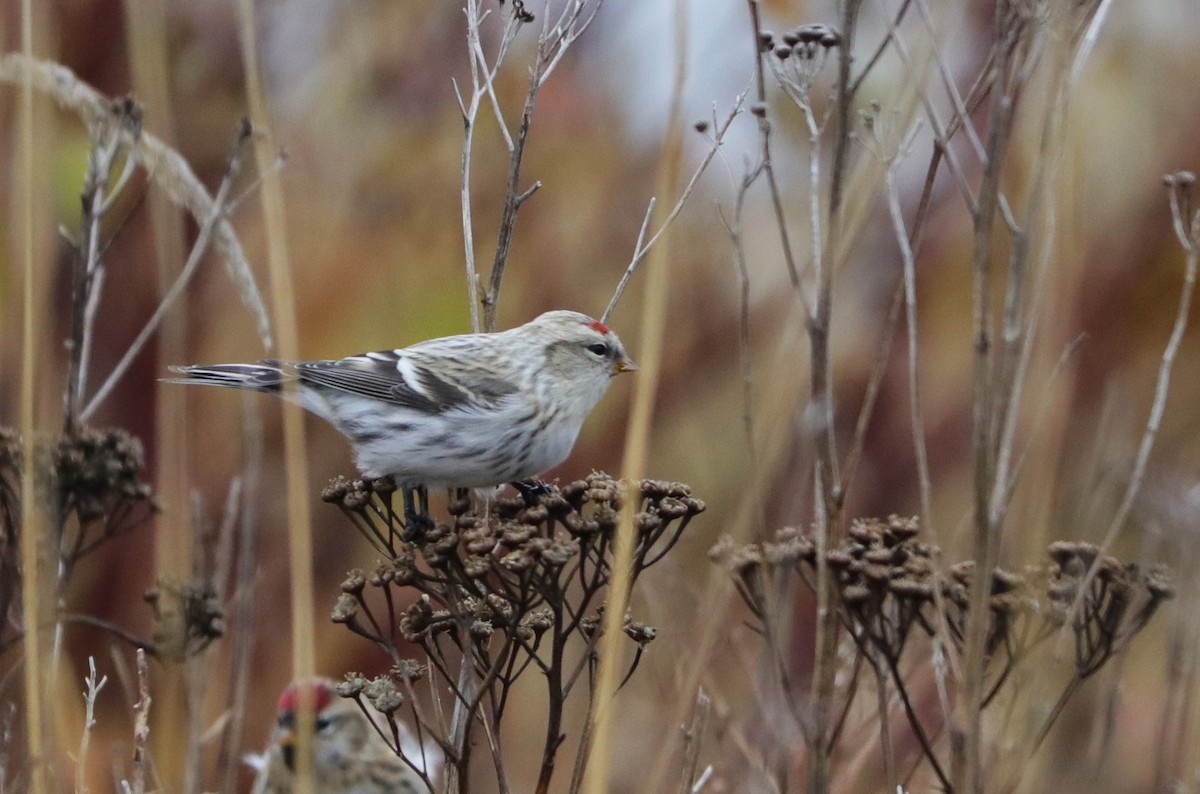 Hoary Redpoll - Siobhan Darlington