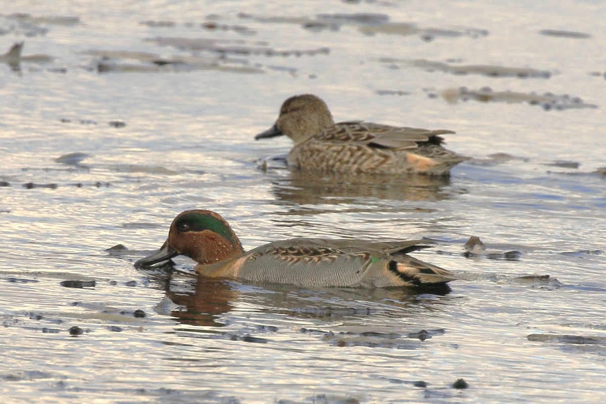 Green-winged Teal - ML610986176