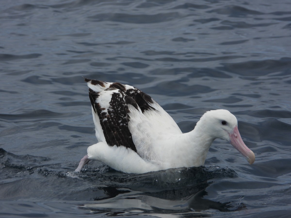 albatros stěhovavý - ML610986203