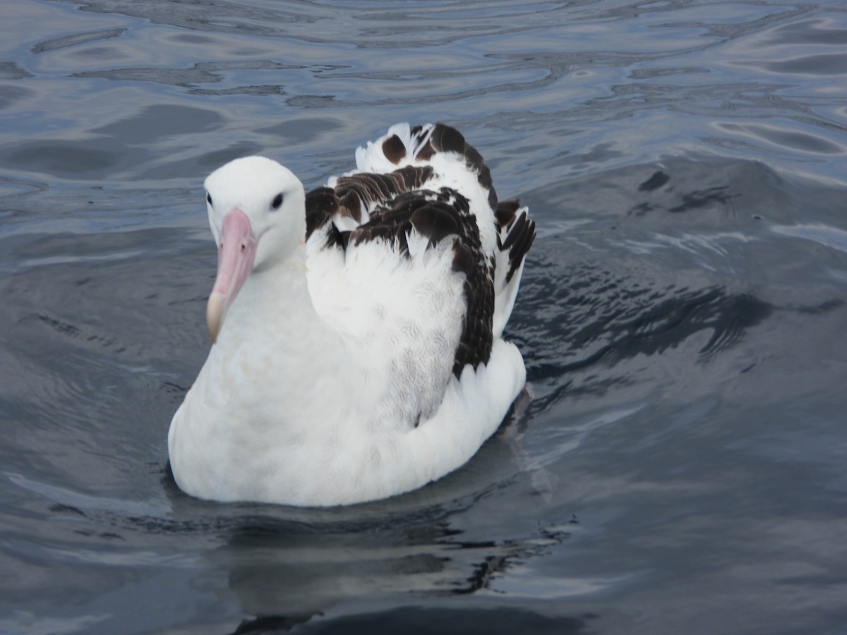 albatros stěhovavý - ML610986209