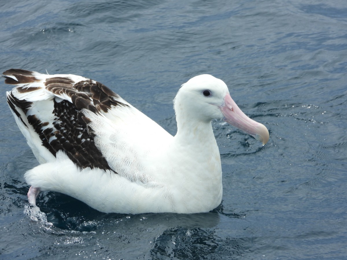 albatros stěhovavý - ML610986230