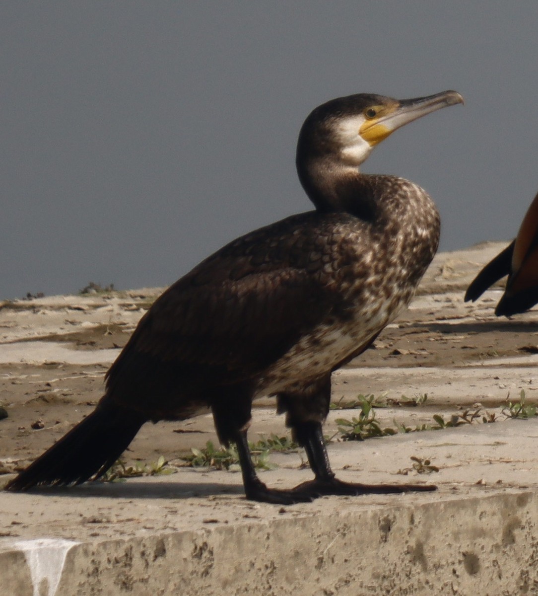 Great Cormorant - Ashish Jha