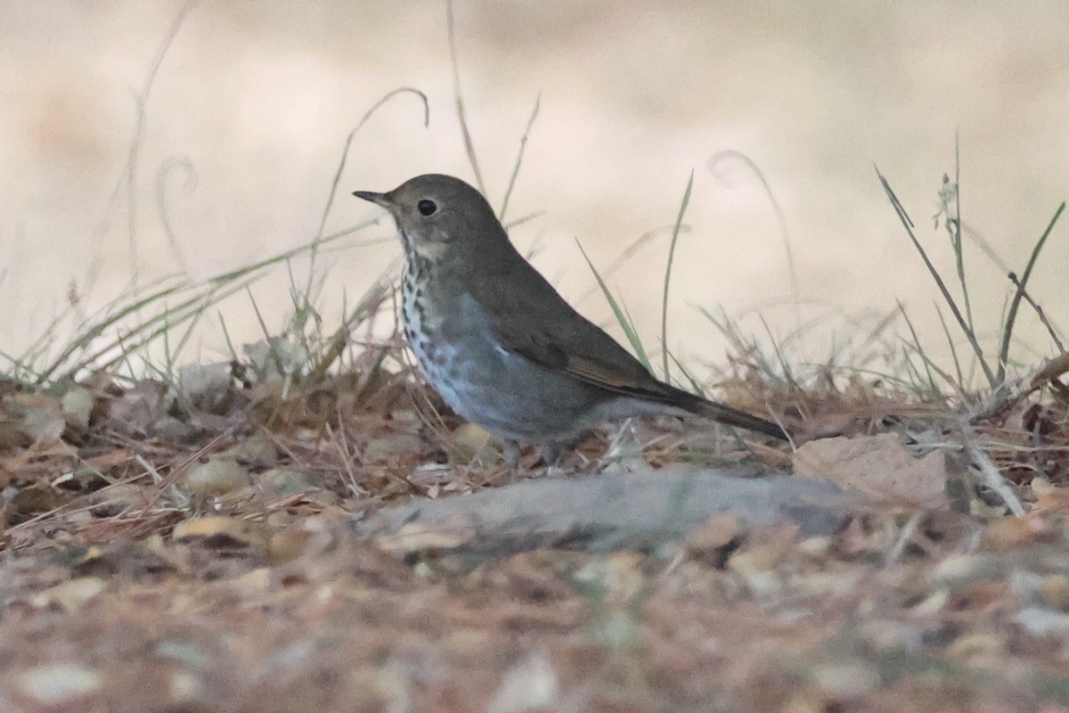 Hermit Thrush - ML610986269