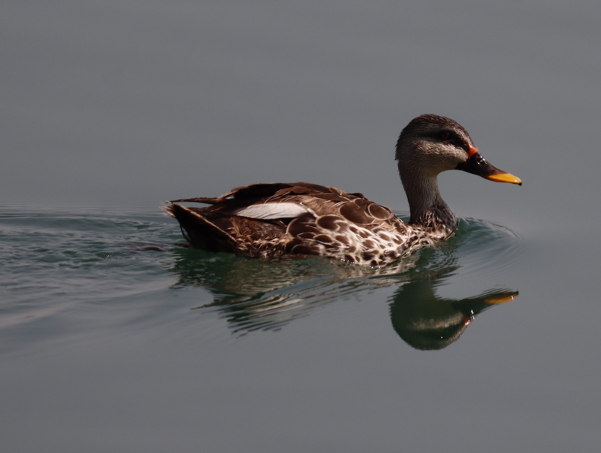 Indian Spot-billed Duck - ML610986271