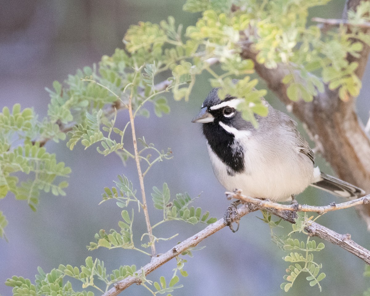 Black-throated Sparrow - ML610986288