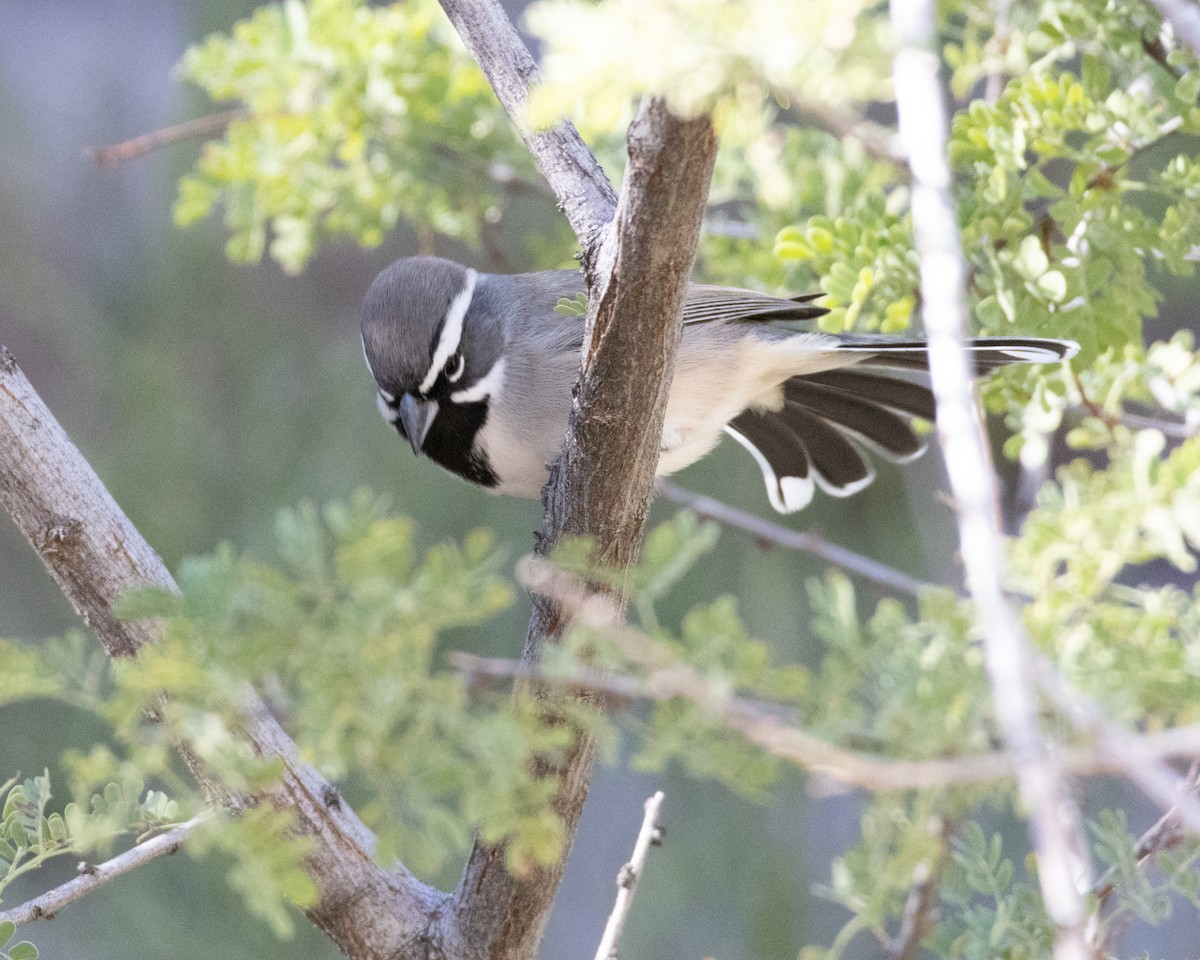 Black-throated Sparrow - ML610986295