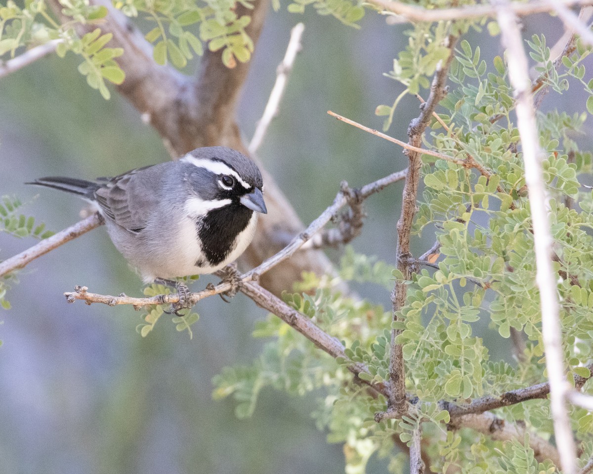 Black-throated Sparrow - Ameya Thatte