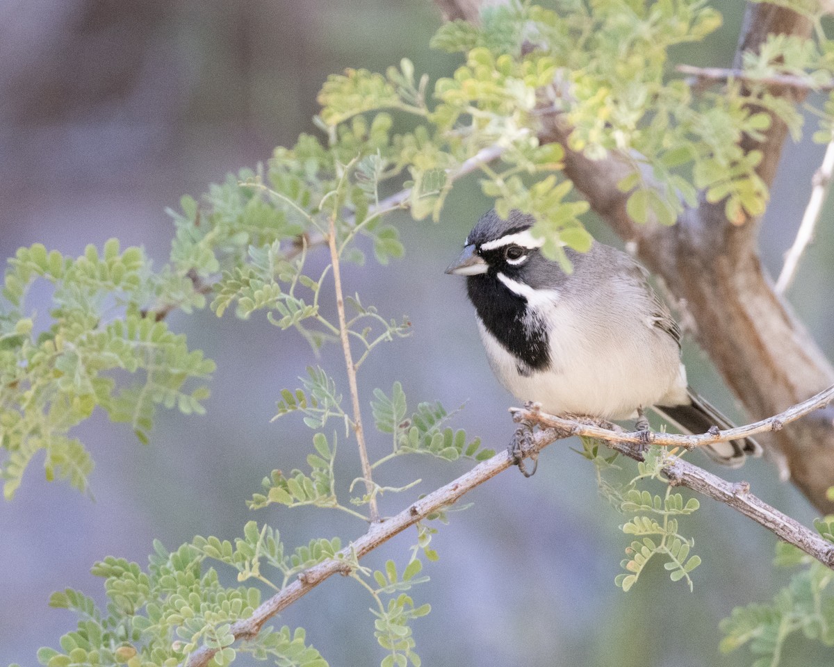 Black-throated Sparrow - ML610986297