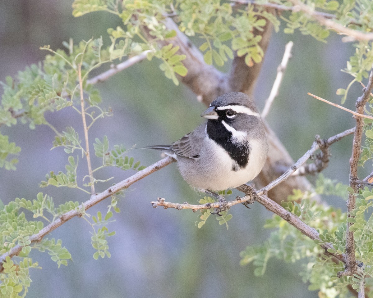 Black-throated Sparrow - Ameya Thatte