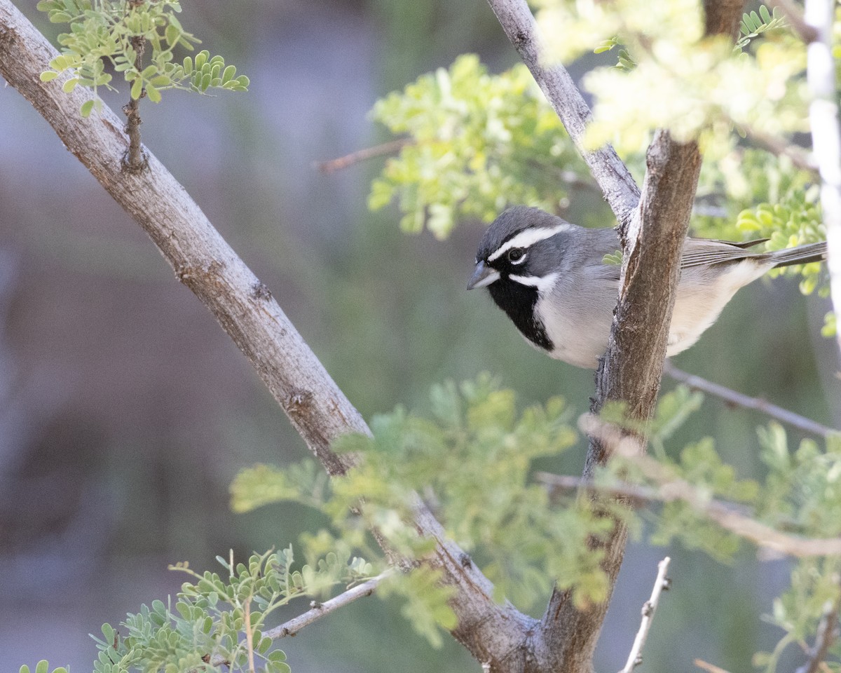 Black-throated Sparrow - ML610986303