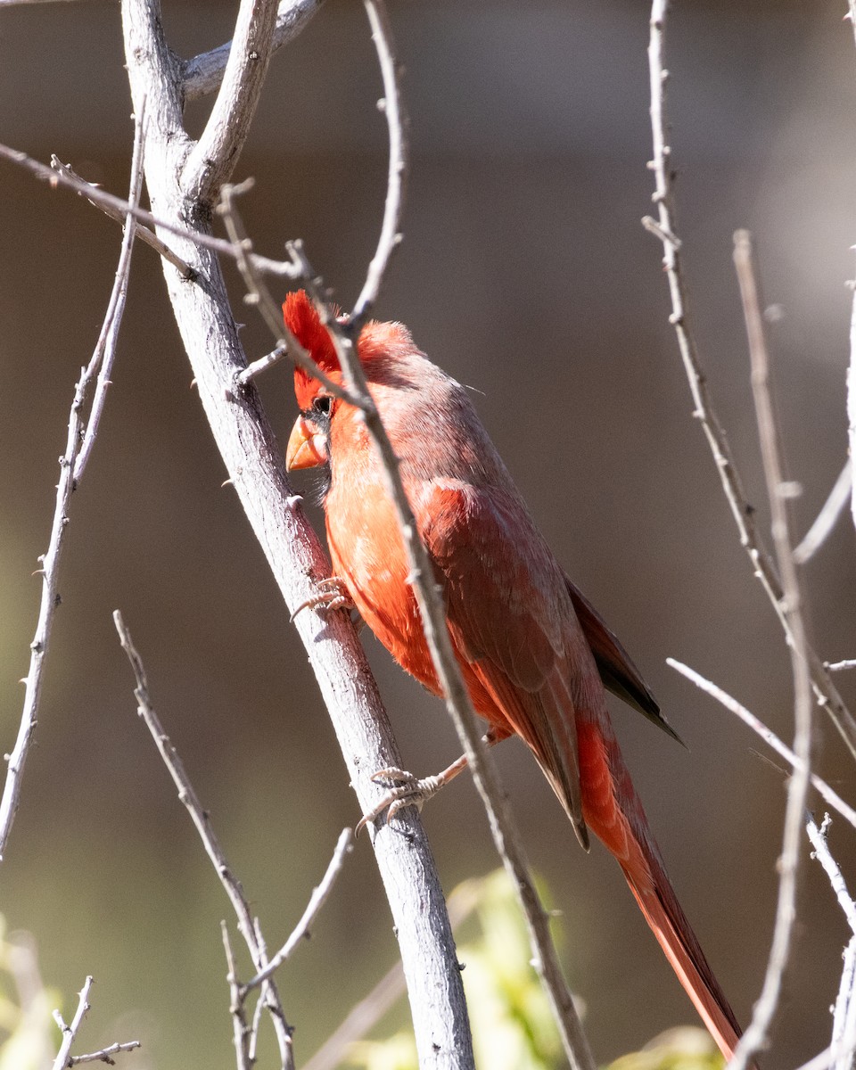 Northern Cardinal - Ameya Thatte