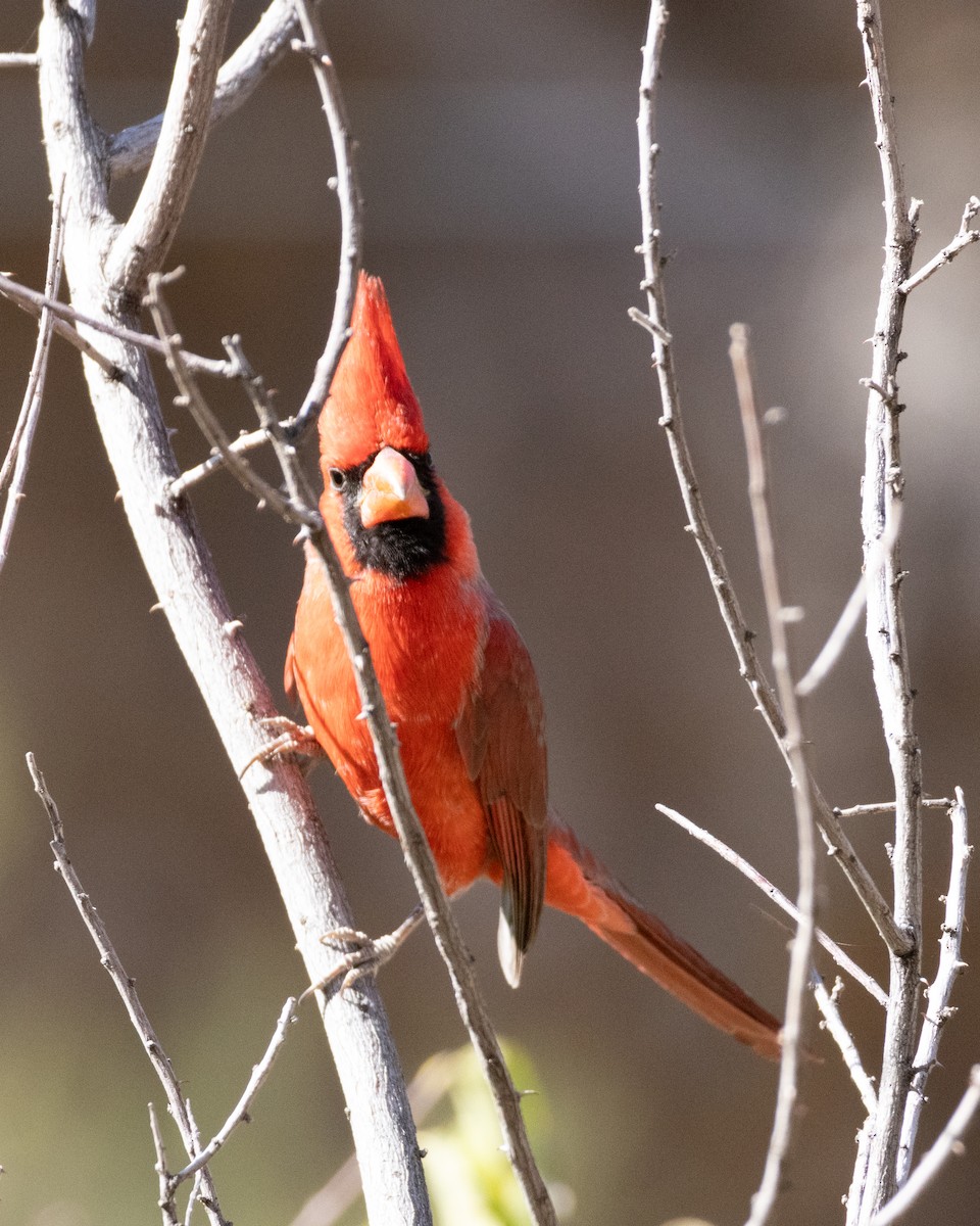 Northern Cardinal - Ameya Thatte
