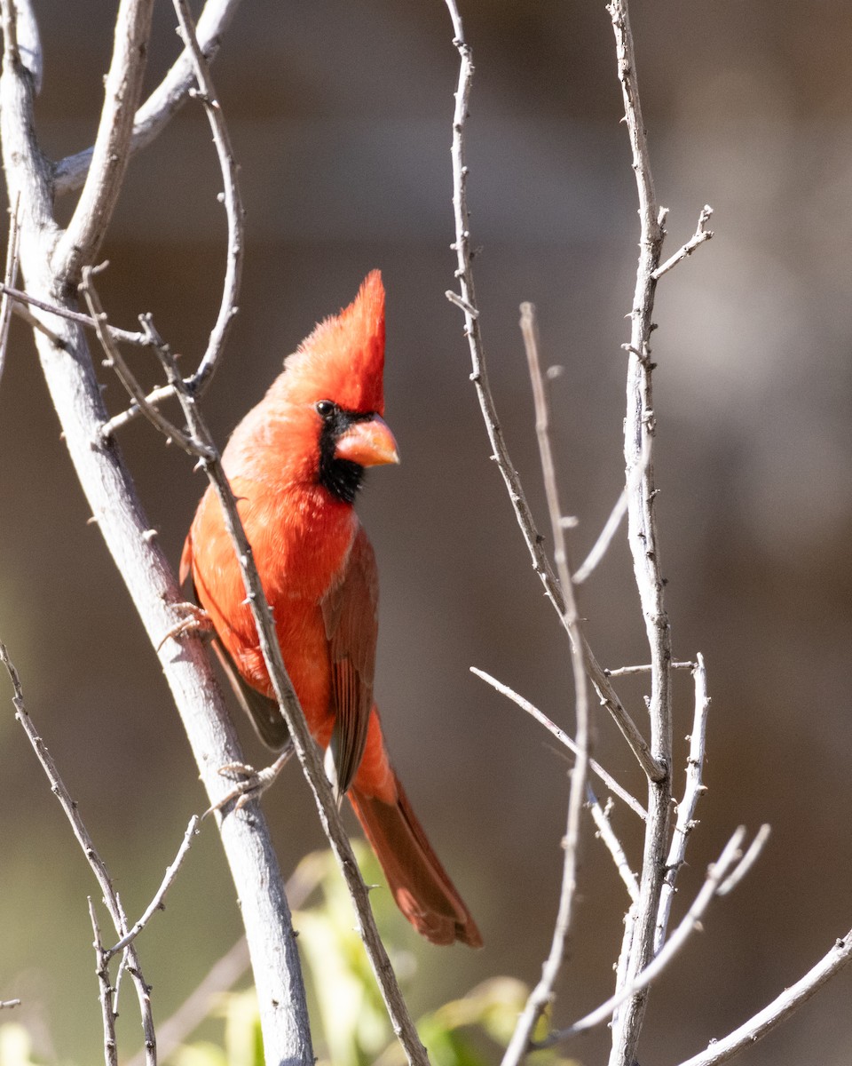 Northern Cardinal - Ameya Thatte