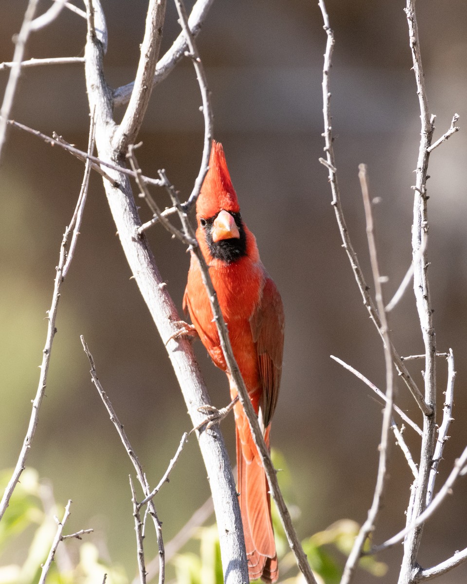 Northern Cardinal - Ameya Thatte