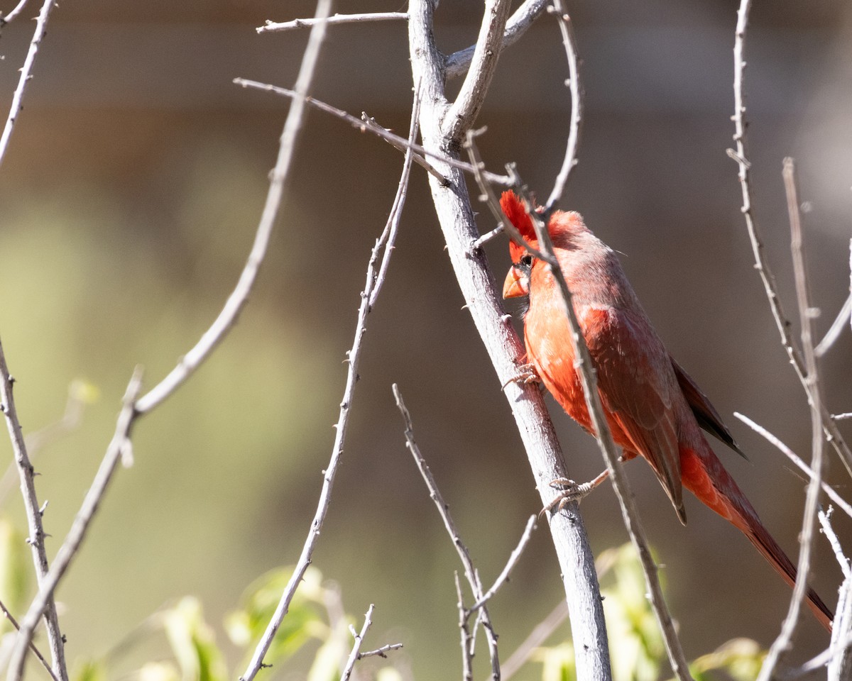 Northern Cardinal - Ameya Thatte