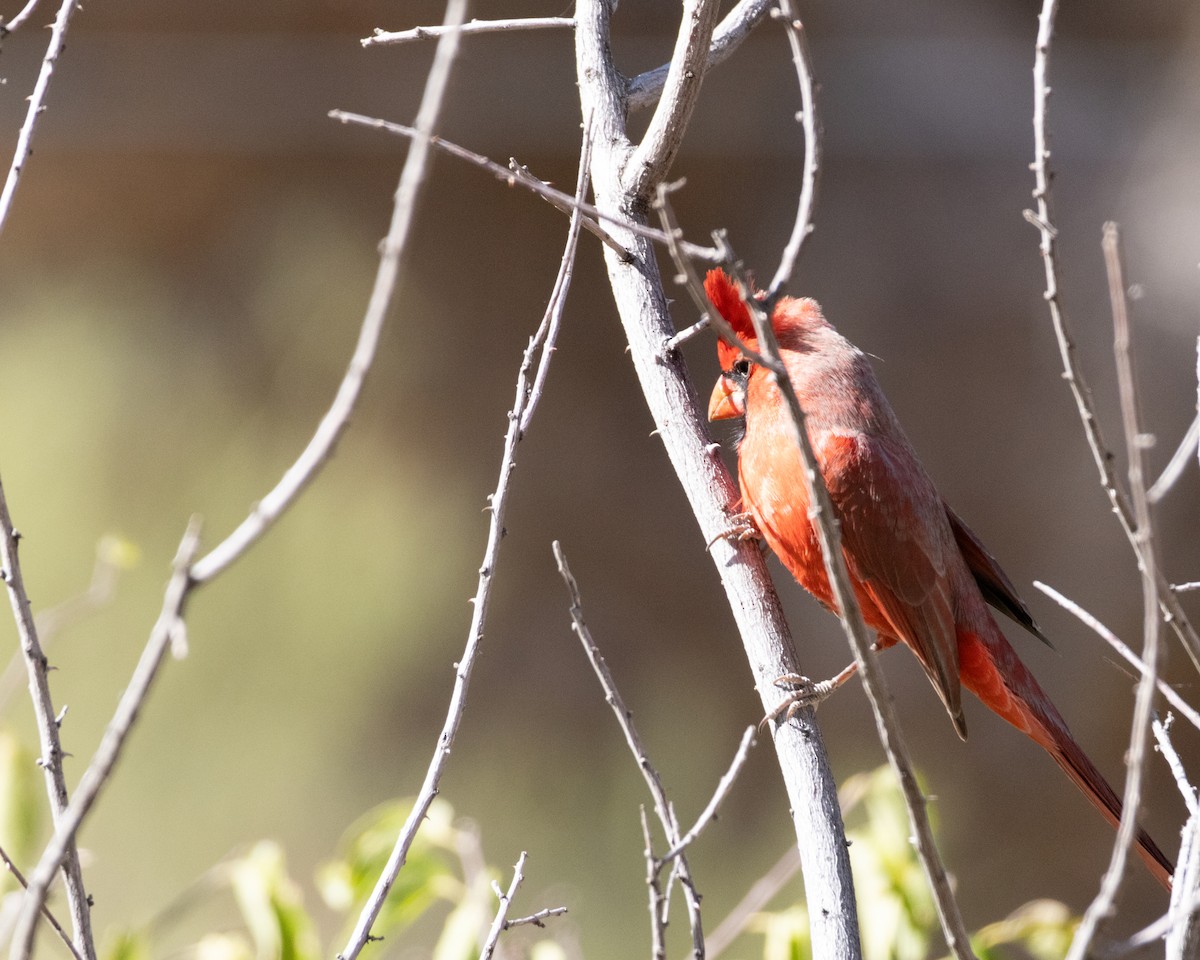 Cardinal rouge - ML610986325