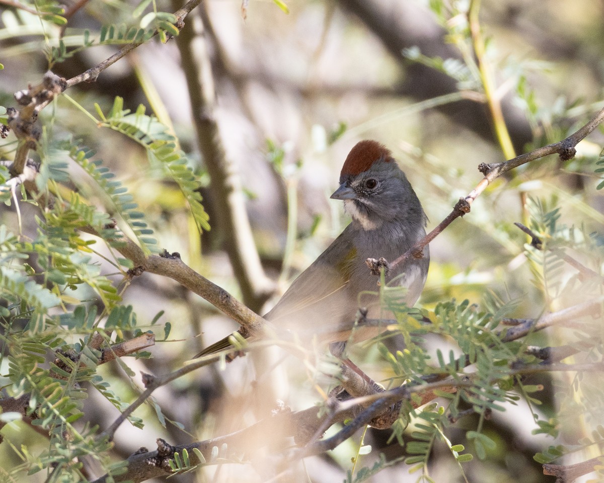 Green-tailed Towhee - Ameya Thatte