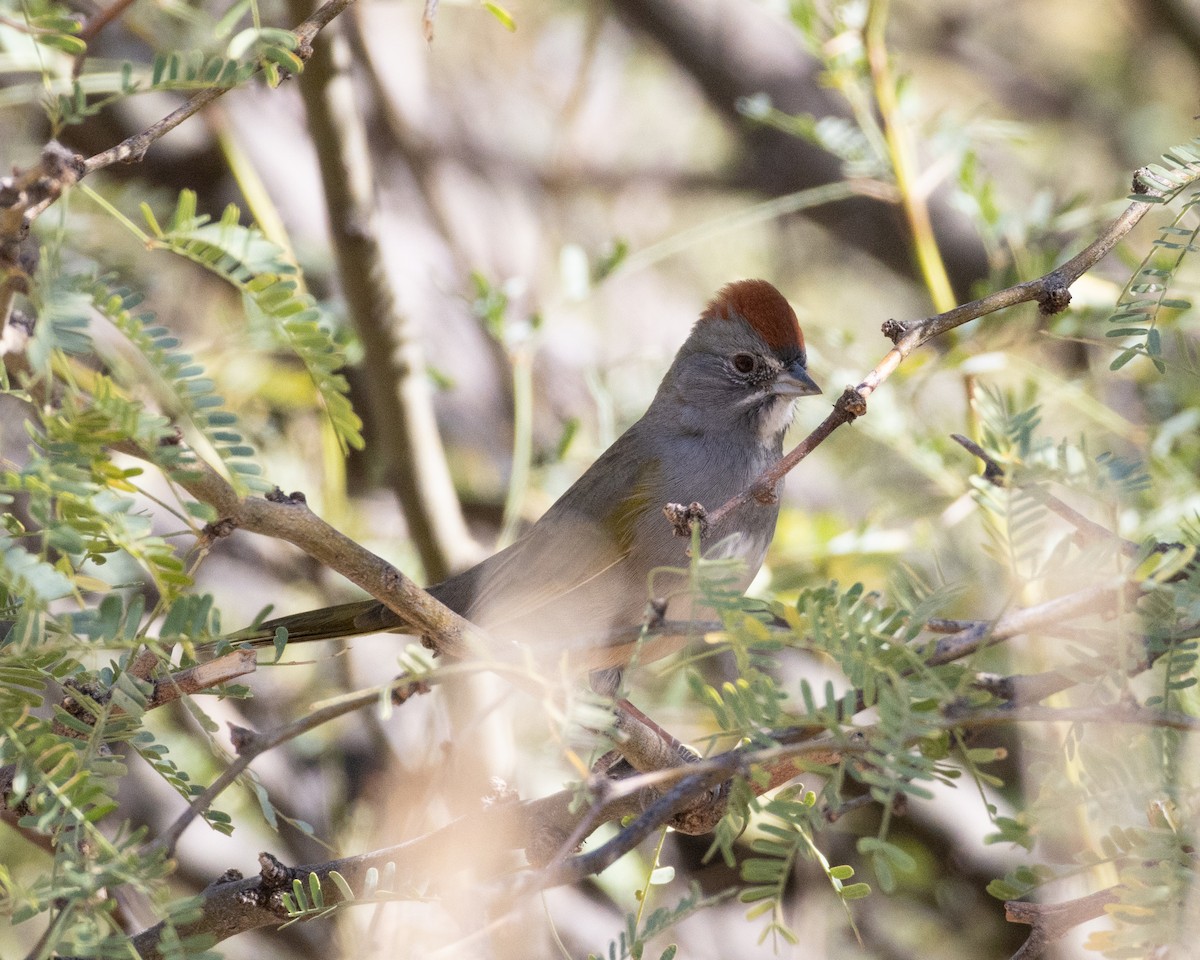 Green-tailed Towhee - Ameya Thatte