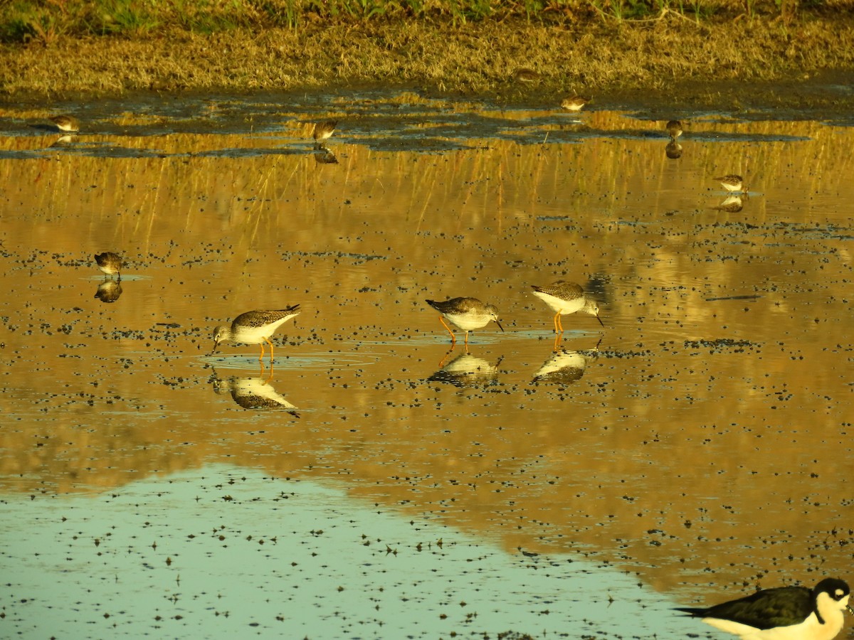 Lesser Yellowlegs - ML610986347