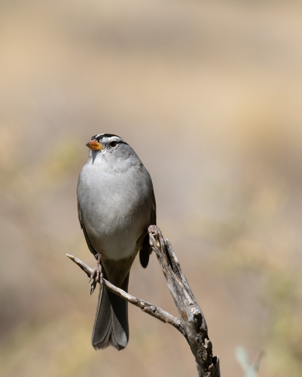 White-crowned Sparrow - Ameya Thatte