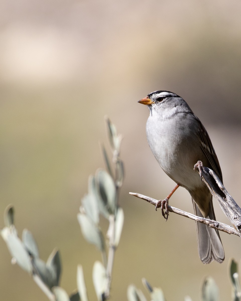 White-crowned Sparrow - Ameya Thatte