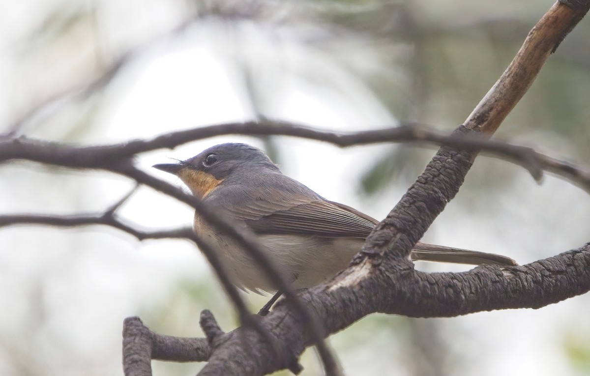 Satin Flycatcher - Nimal Karunajeewa