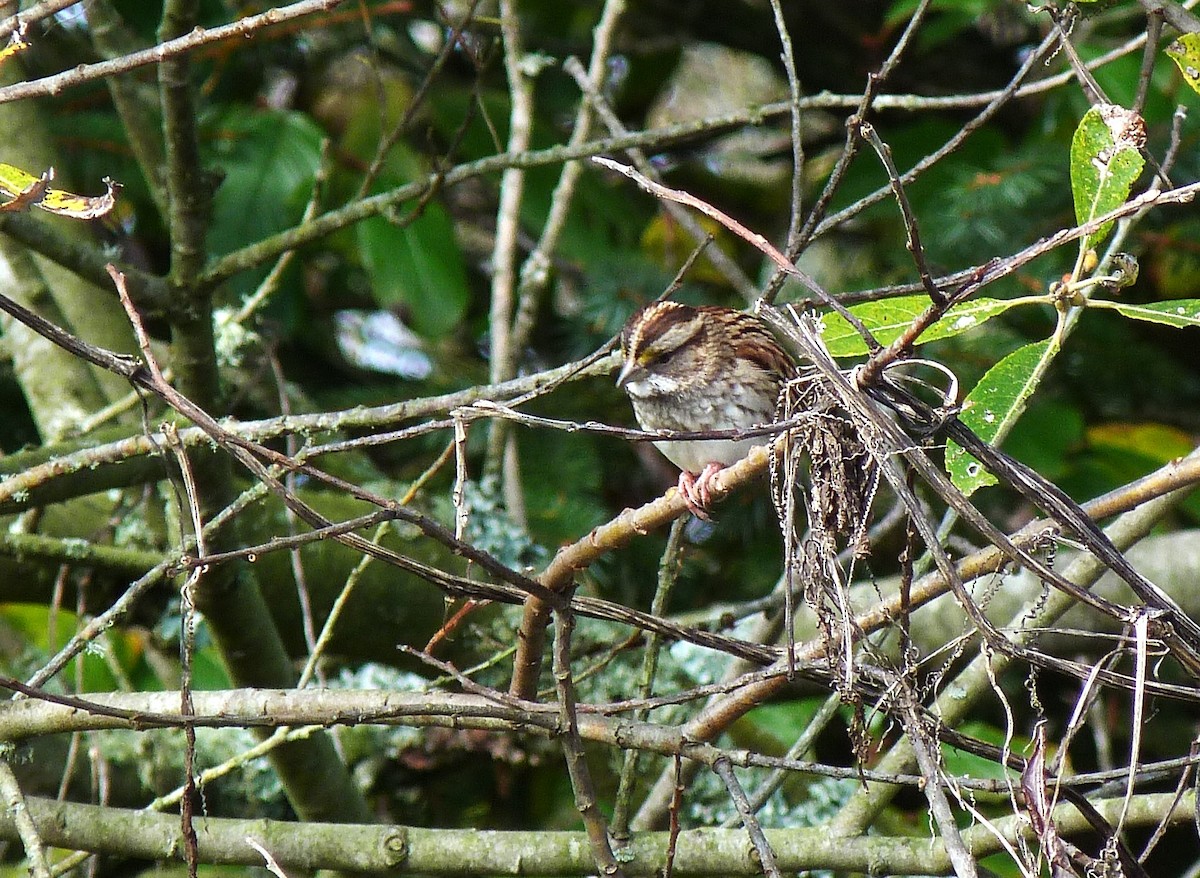 White-throated Sparrow - ML610986385