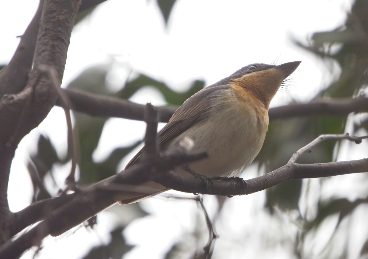 Satin Flycatcher - ML610986389