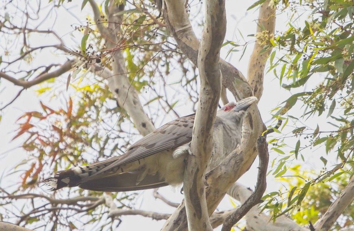 Channel-billed Cuckoo - Nimal Karunajeewa